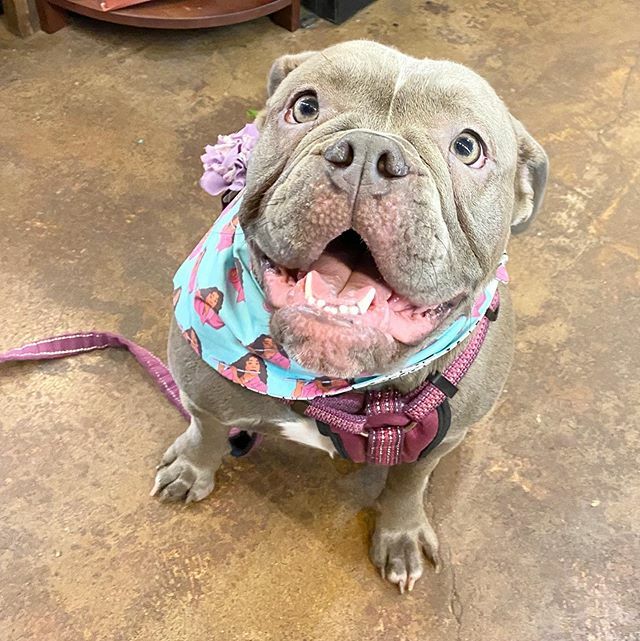 We are in love with this sweetheart 🥰🥰🥰🥰🥰and she was wearing a Lizzo bandana so bonus points!!! .
.
#lizzo #dogsofinstagram #pdxpups #dogsofinsta #instapuppy #puppylove #dogslife #dogsofig #portland #oregon #hiphound #puppylife