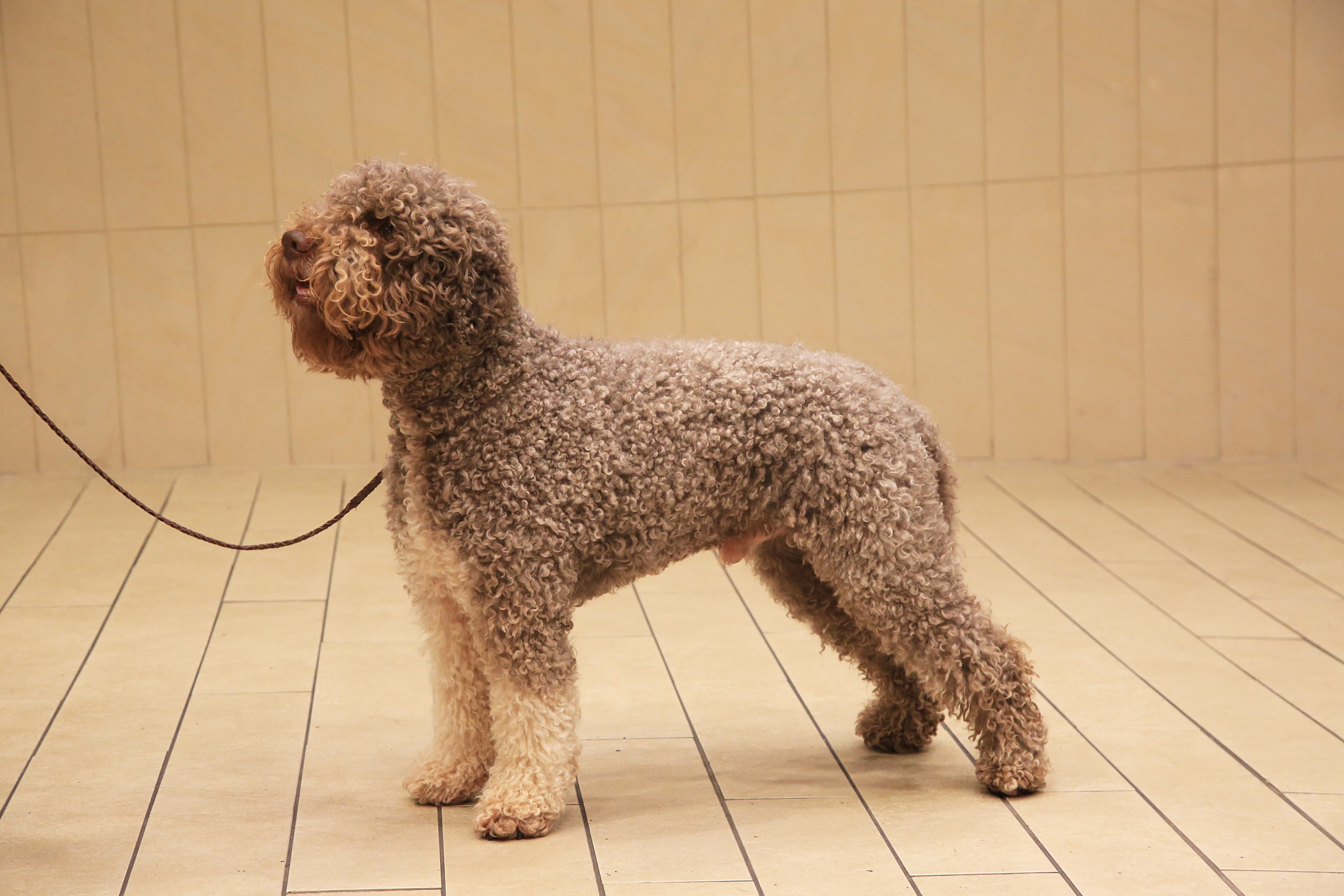 Lagotto romagnoli best sale