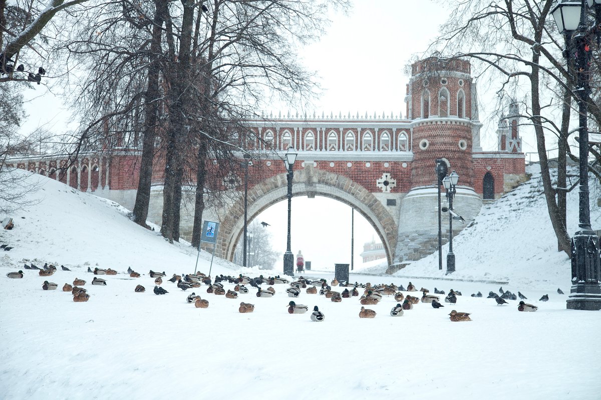 Филевский парк зимой