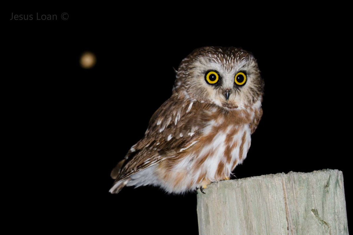 Northern Saw-Whet Owl