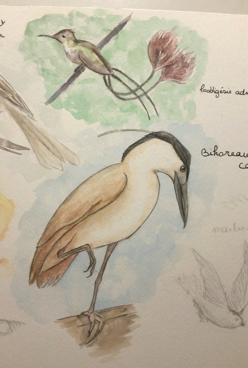 Kaywi8's tweet photo. Passion oiseaux ❤ https://t.co/B1pz3ZcjNJ