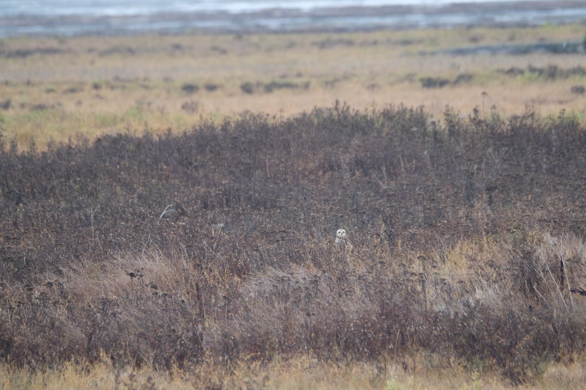 A small white owl sits in a large field of brown grasses and shrubs. The ocean is visible in the horizon.
