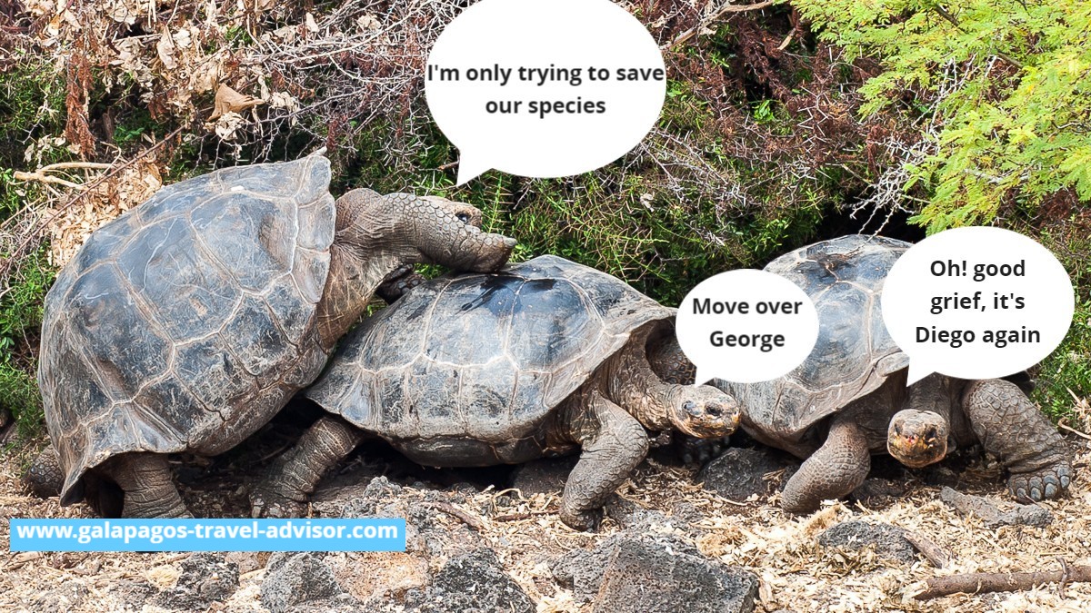 Galapagos Giant Tortoise
