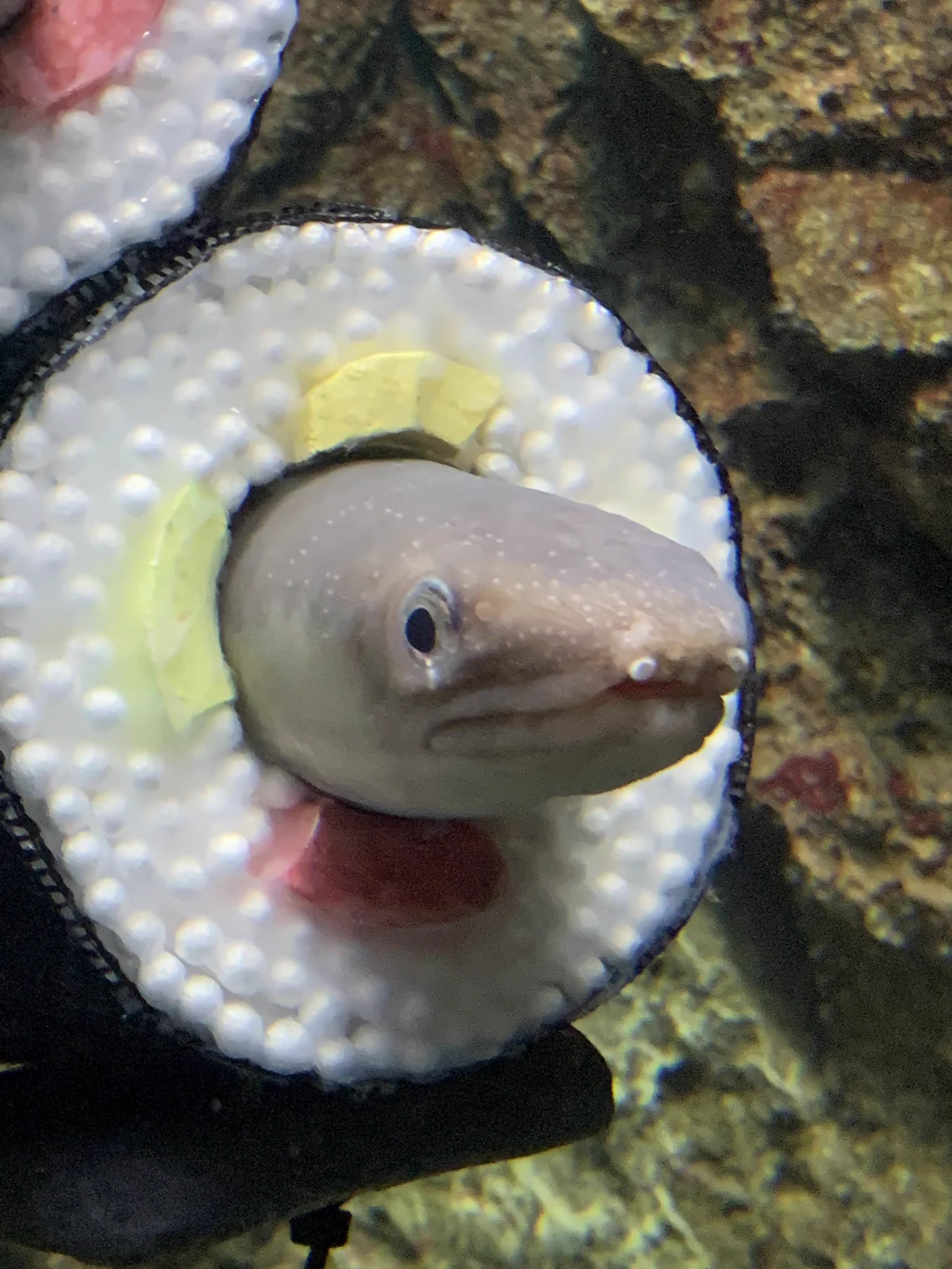 本日2月3日は節分！水族館の「アナゴの恵方巻き水槽」を見て！