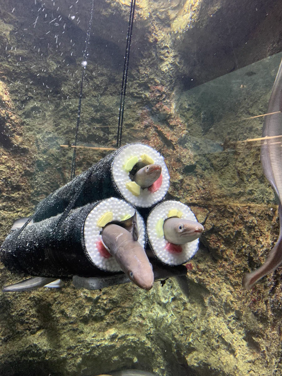 本日2月3日は節分！水族館の「アナゴの恵方巻き水槽」を見て！