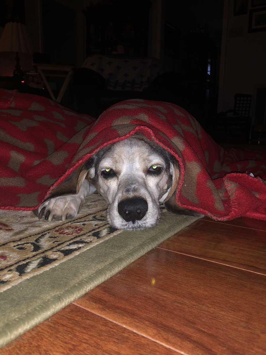cloudswirl's tweet photo. Rest in peace my sweet baby, you were taken way too soon. 

October 31, 2009 - February 2, 2020 https://t.co/Mav8VCJyrl