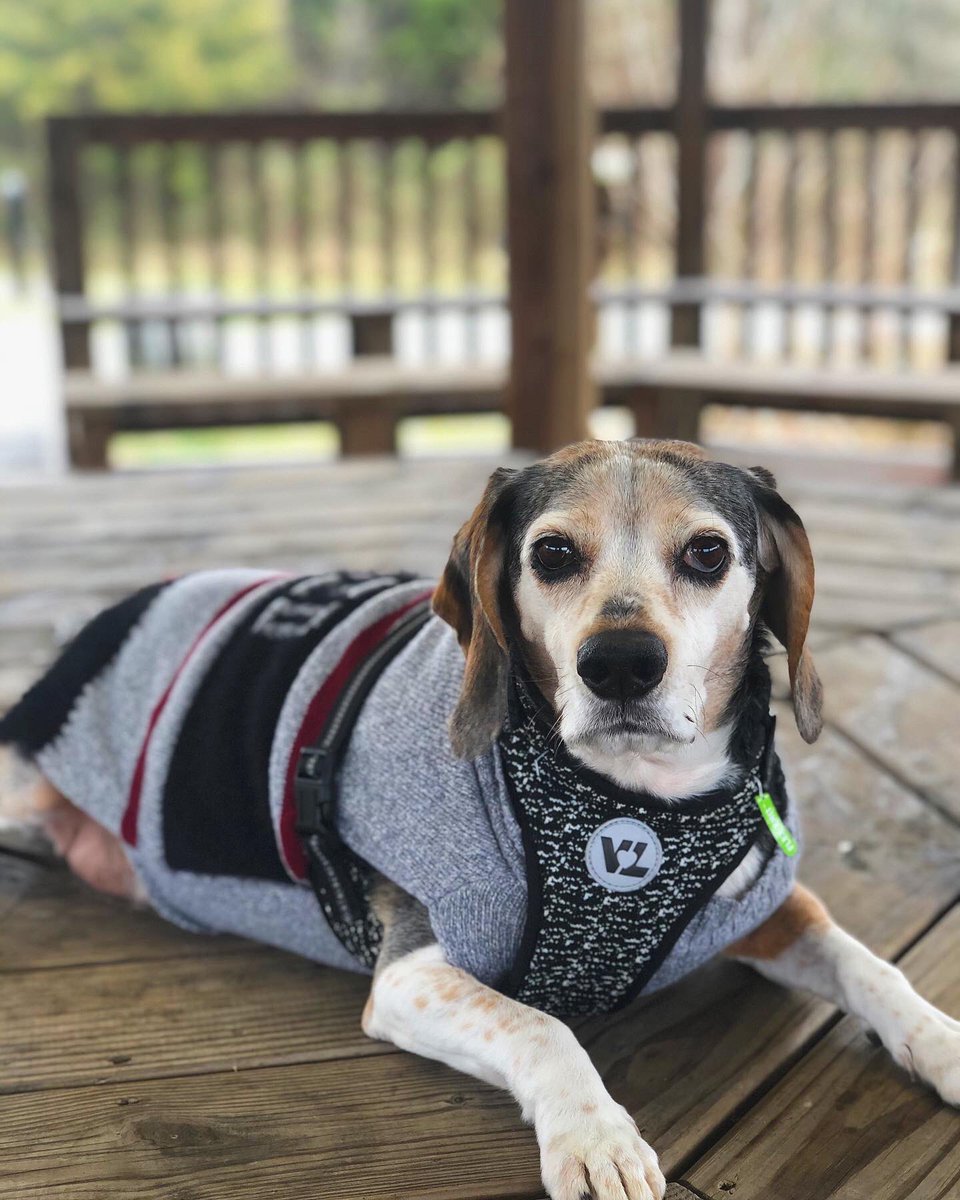 cloudswirl's tweet photo. Rest in peace my sweet baby, you were taken way too soon. 

October 31, 2009 - February 2, 2020 https://t.co/Mav8VCJyrl