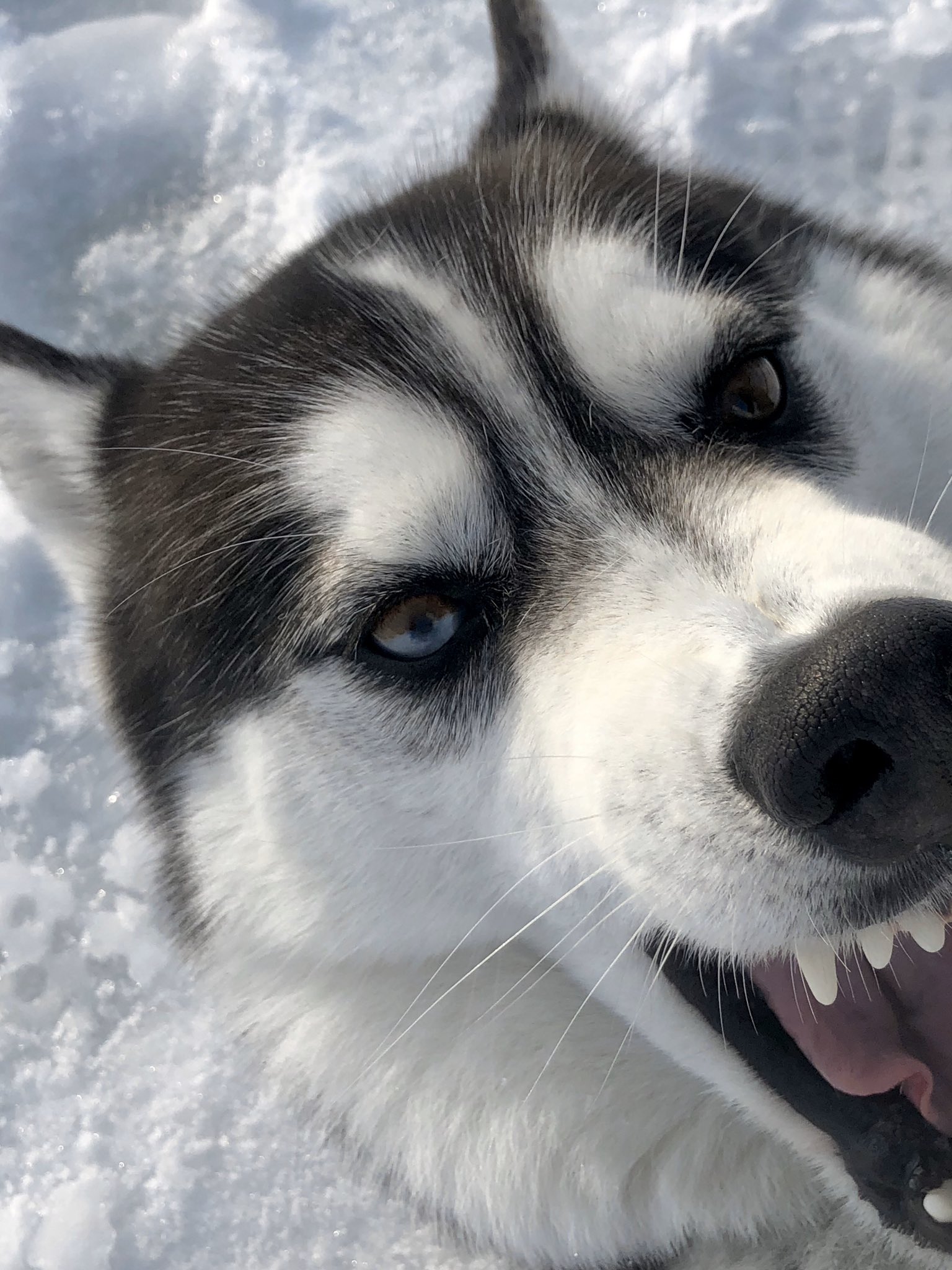 Comyu 10分前の出来事 オオワシ撮り終えて雪原になった湖の上を歩いていたら どこからともなくシベリアンハスキーが突進してきた 状況把握できないままよく撮影でしたなと自分に感心 オッドアイのパーティーカラー めちゃくちゃかわいかった