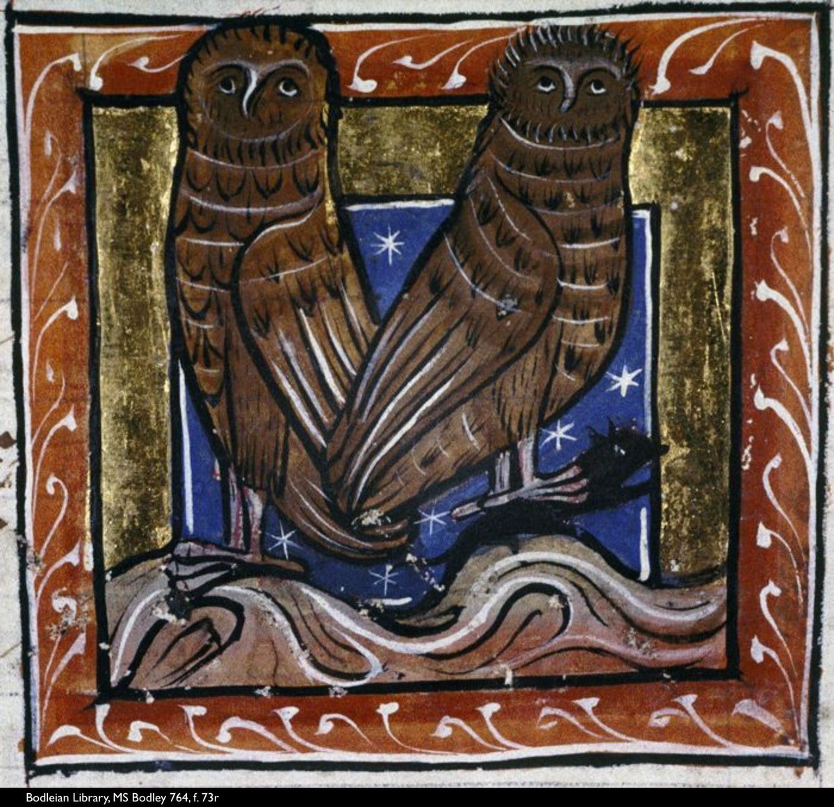 Depiction of night-owls from a medieval manuscript: Bodleian Library, MS Bodley 764, f. 73r. Against a blue background, within a red & gold frame, two dark brown owls huddle together atop small hillocks of earth. The pair gaze out at us, placidly, one grasping a small black rodent in its talons.
