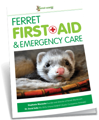 FerretWorld's tweet photo. Unfortunately, ferrets young and old are susceptible to serious diseases. For a variety of reasons, the quality of the ferret gene pool is poor. https://t.co/FhPSYjjXIz https://t.co/AsvKEVdhxB