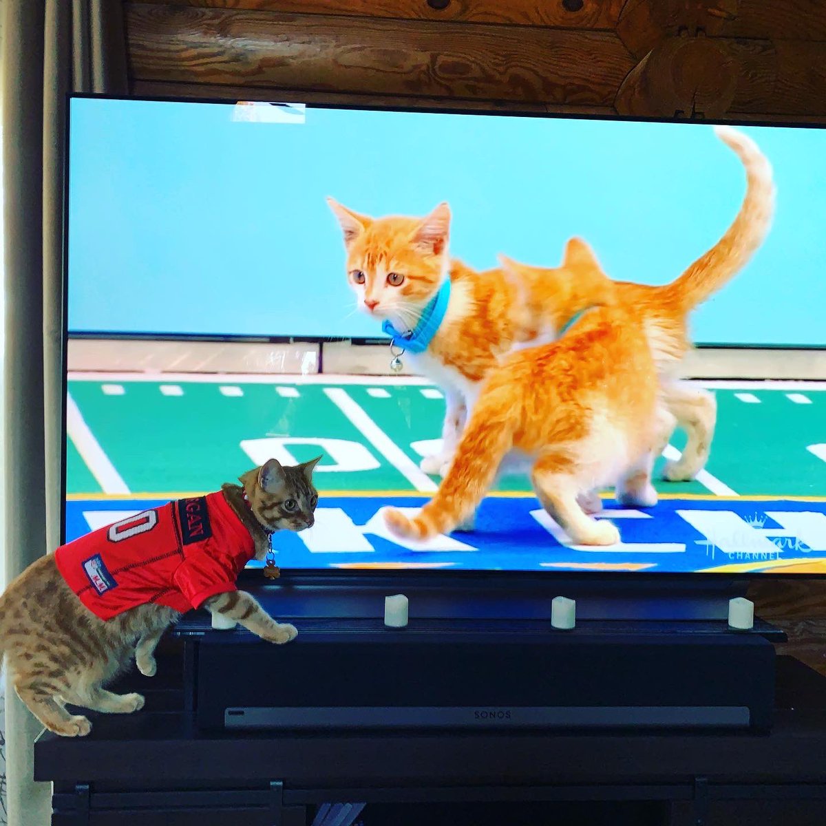 Meredith Myers tweet media