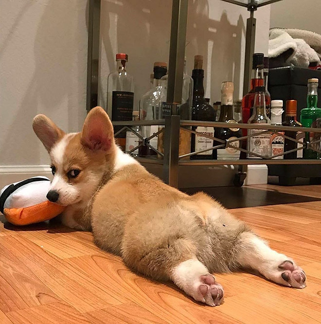 CorgiDrive's tweet image. Cutest little corgi tush. And look at that face... The dissaproval is strong with this one 😂