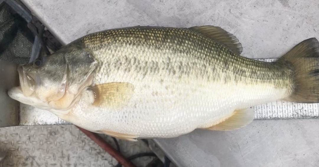 LochowRanch's tweet photo. In honor of the big game today, here is a Lochow Ranch brand football. #FromStarttoFish #BuilditFishitLoveit #LochowRanch #Lunker #TrophyBass https://t.co/YyWzcyHjHu