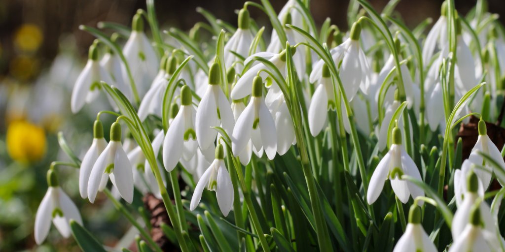ScottishPF's tweet photo. #Imbolc blessings https://t.co/TV0MB6rsKJ