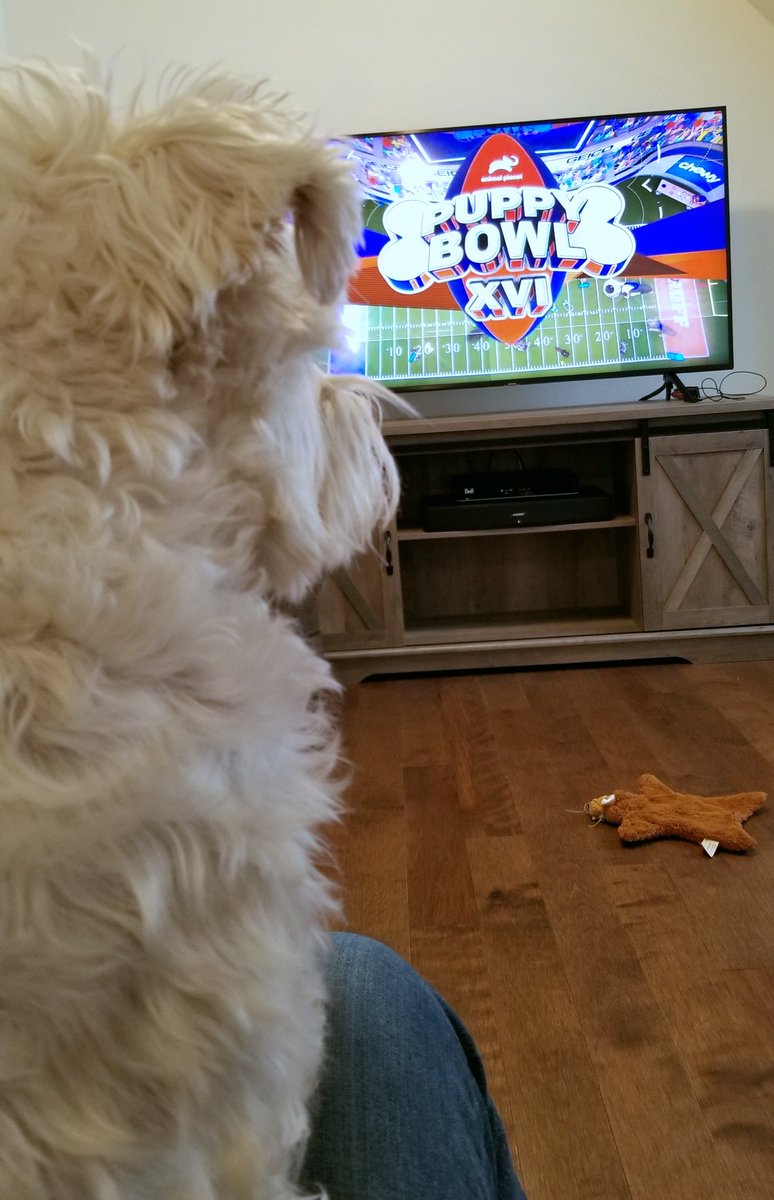 SWauzer's tweet photo. It's #PuppyBowlXVI Sunday!! https://t.co/FVkOmu6FSD