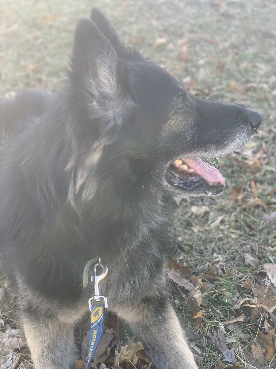 Rocky and I are loving this weather!!! 💛☀️#ilovemygermanshepherd #rockydog #springiscoming