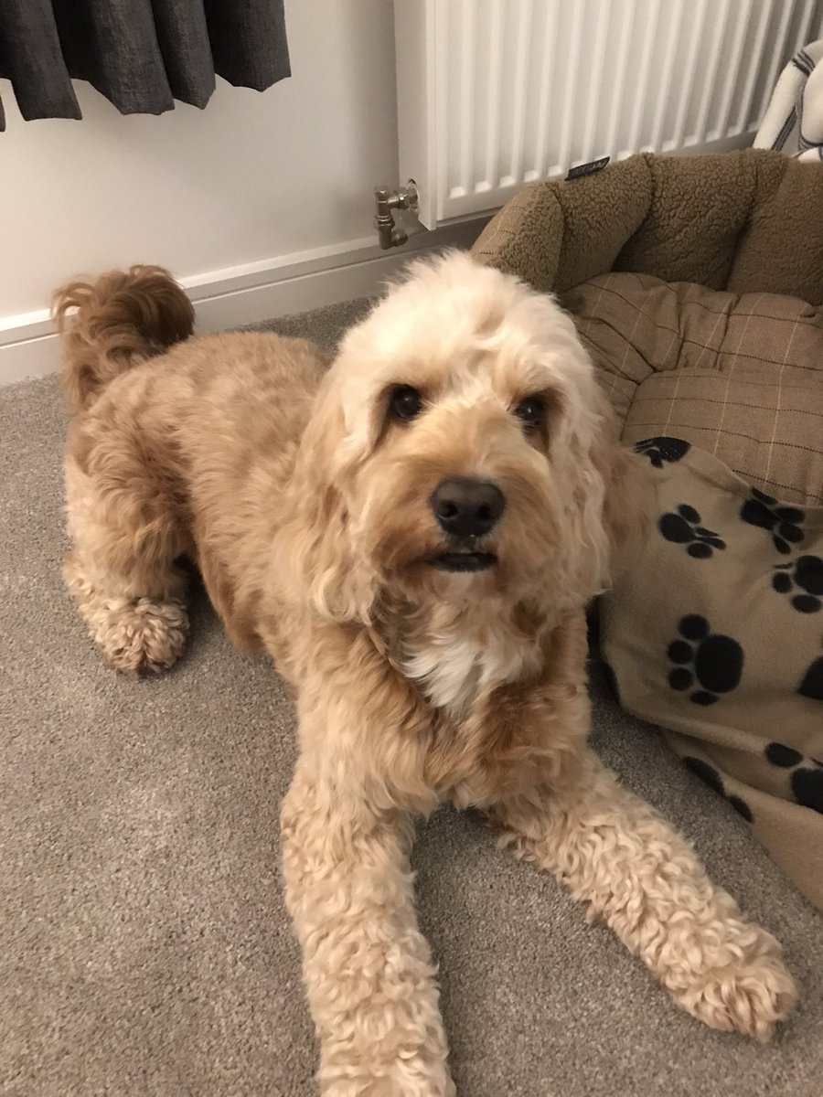 craigdewar76's tweet photo. Henry’s not so stinky after his shower! 🐶😍 #HandsomeHenry #Cockapoo #Perth #Scotland #Dog #Boglebrig https://t.co/NlK5Ktu9Lk