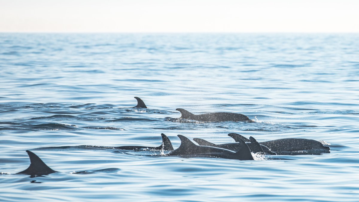 Awesome work/life balance or procrastination for studying for Monday's midterm? Either way whale watching was incredible! (PC: Delaney Trowbridge <a href="/seataceans/">seataceans</a>)