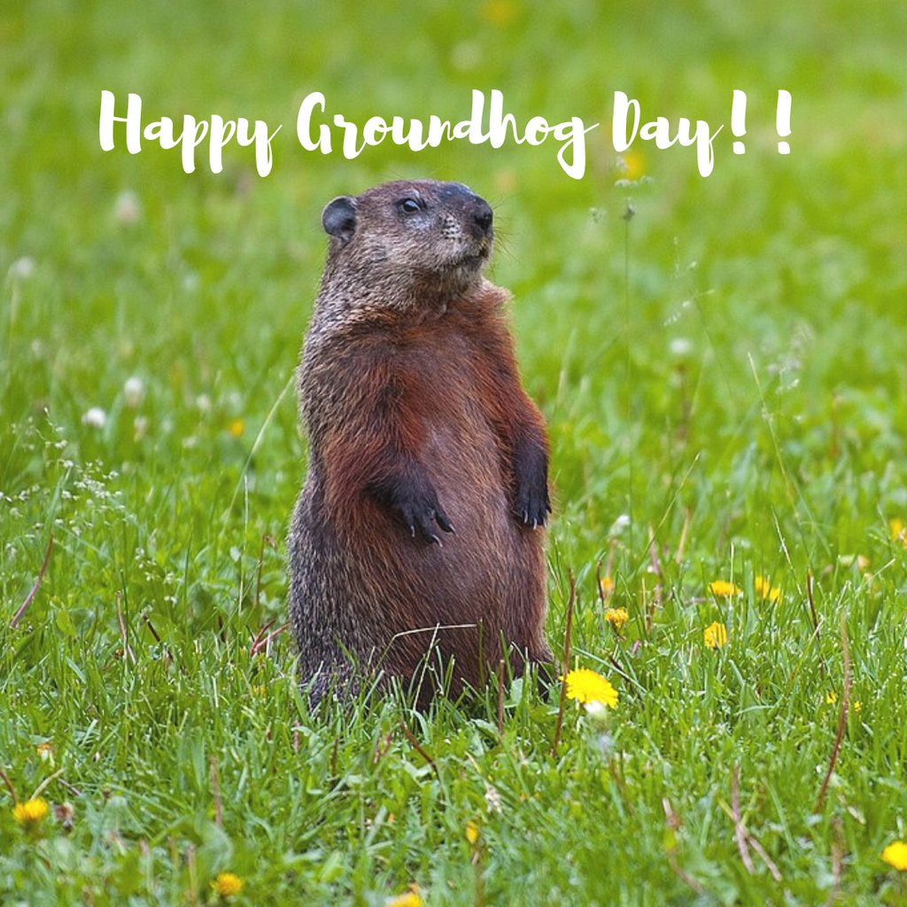 animalarknc's tweet photo. Who hopes Phil sees his shadow?! Team Winter or team Spring? #groundhogday #winter #spring #happygroundhogday https://t.co/yIk8d4mTCw