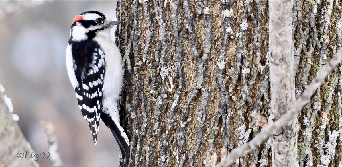 A male downy woodpecker is perched on the side of a tree trunk, pecking into the bark with his bill.