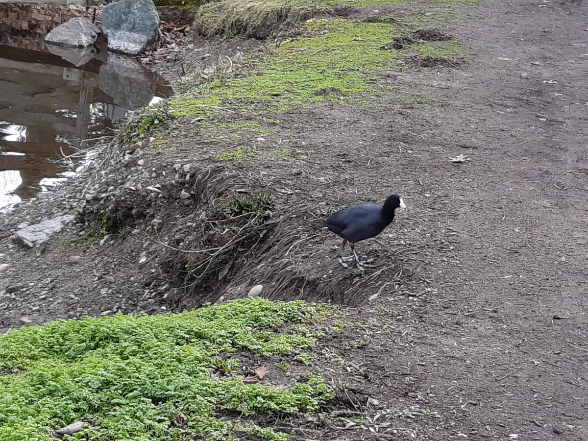 An American Coot walks on the edge of a path which circles a pond.