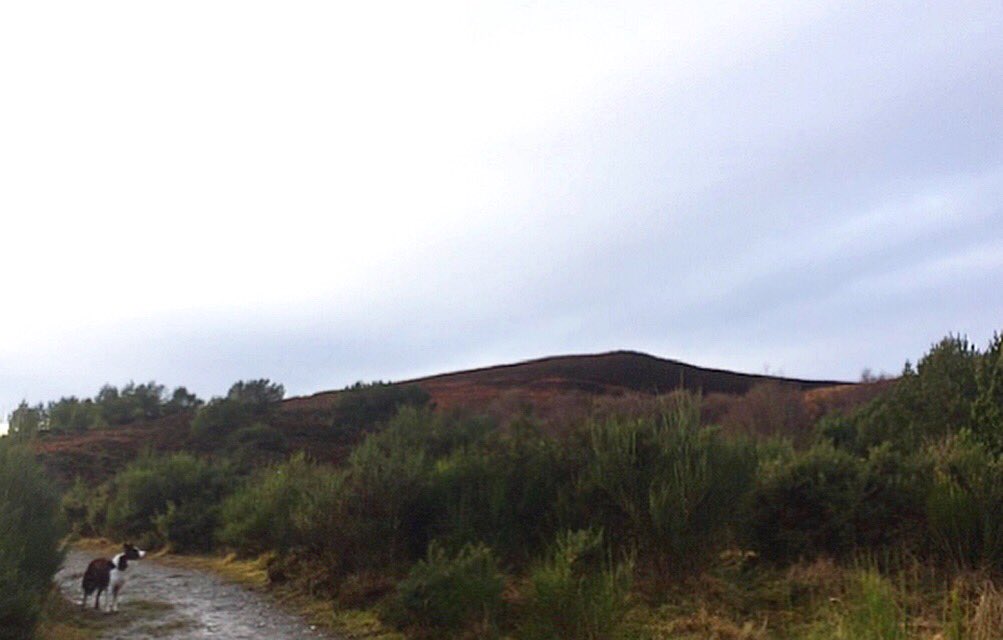 Nice walk yesterday up the sidlaws situated near dundee #sidlaws #scotland #hillwalkingscotland #hillwalking #dogwalking #scenery #sceneryscotland