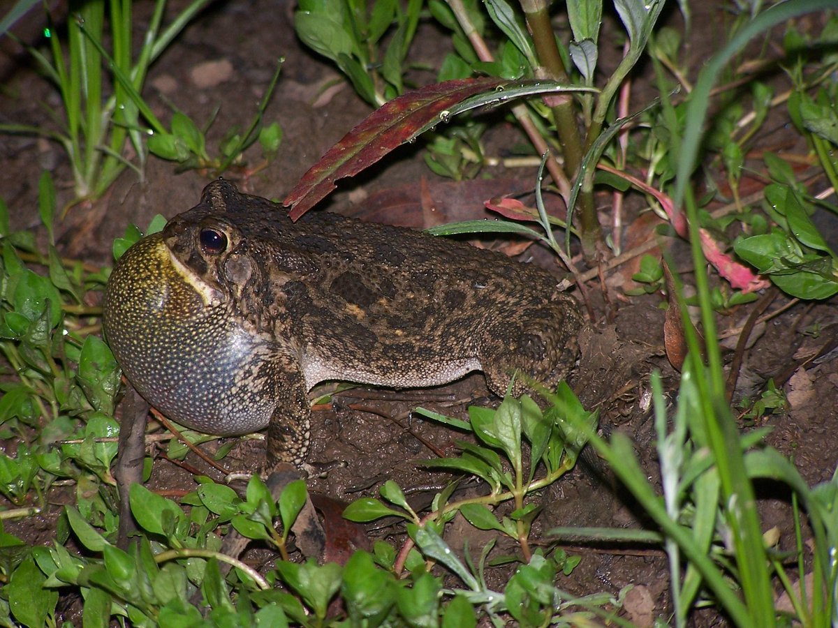 A male Guttural Toad with vocal sac distended during a calling chorus.