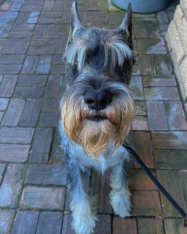 famecaffe's tweet photo. It was good seeing you, Dos! @juansoc74 🐶 🦴 🐾 #patiopetfriendly #famecaffe #farmtotable https://t.co/T4wBKSbyEb https://t.co/HWo5hb83Qk