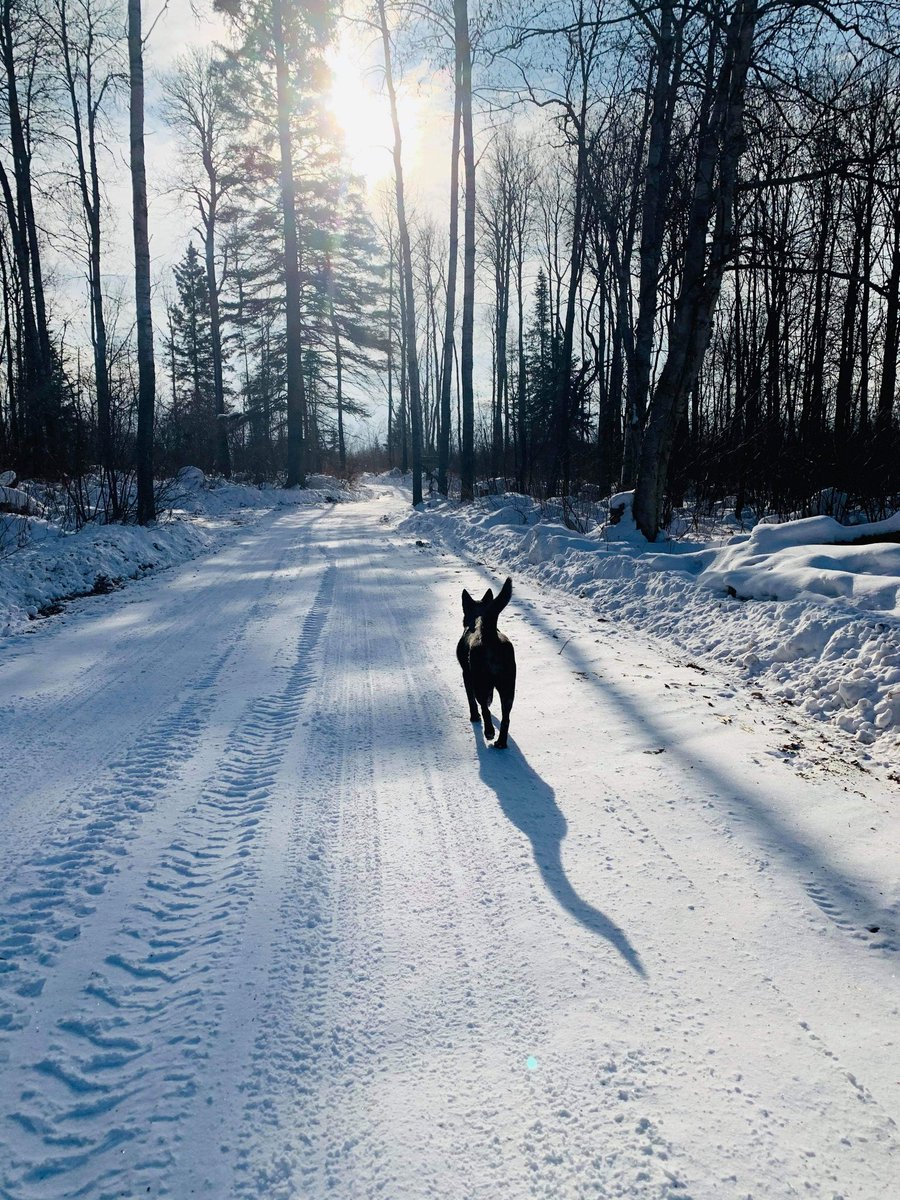 kaycatherine_'s tweet photo. My winter so far ๐โ #woodprocessor #businessowner #offthegrid #adventures #walks #ourdriveway #Winterwonderland #northernontario https://t.co/rz1j99C00B