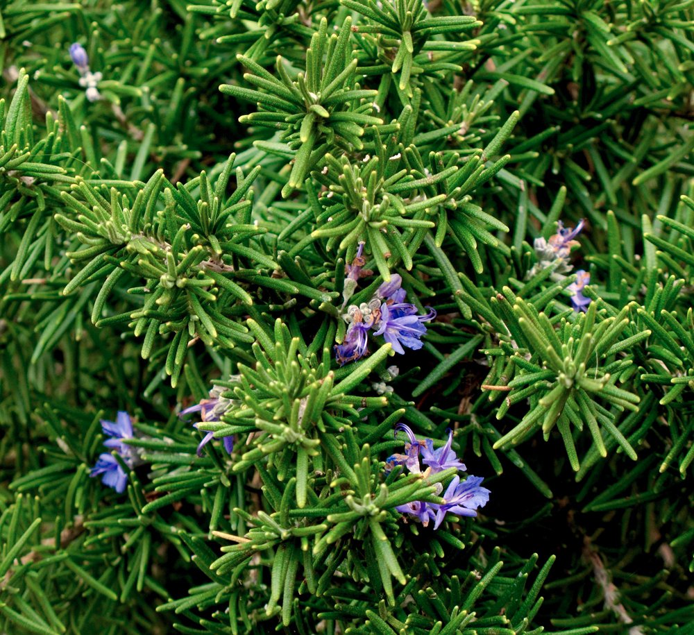 close-up photo of very small lavender-colored flowers surrounded by the pine-needle-like greenery of a Rosemary plant.