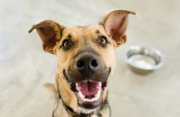 SIOPatAPS's tweet photo. I-O Psychologists’ Passion Projects: Animal Rescue https://t.co/u0VgDVgRkL #IOpsych #psychology #aps20chi https://t.co/8UV55v3zfi