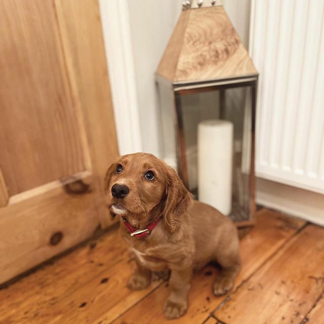 zaza_homes's tweet photo. Our little cutie posing in front of our Topsham lantern 🐶 .
I hope everyone has had a fab weekend, we’ve had so much fun puppy time, it’s been great ☺️
.
#newpuppy #cockerspaniel #cocker #puppy #puppylove #cockerspanielsofinstagram #redcockerspaniel #instagood #zazahomes #co… https://t.co/xCVXxJOE1J