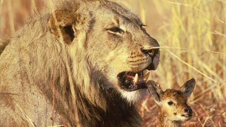 алмазный олень. необычная дружба. необычная дружба диких животных. смелый лев. джордж стаббс картины.