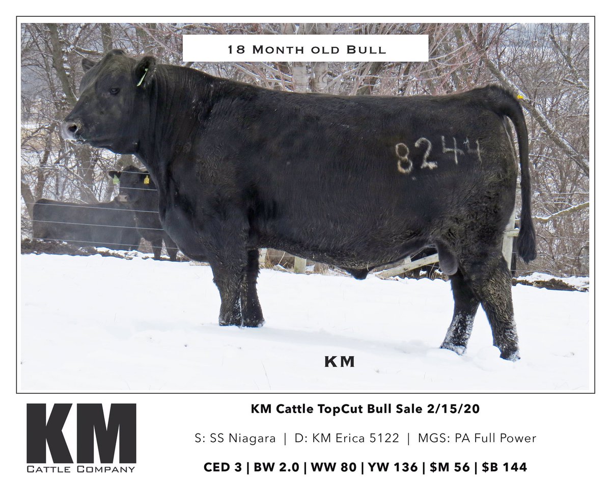 KM Cattle Company tweet media