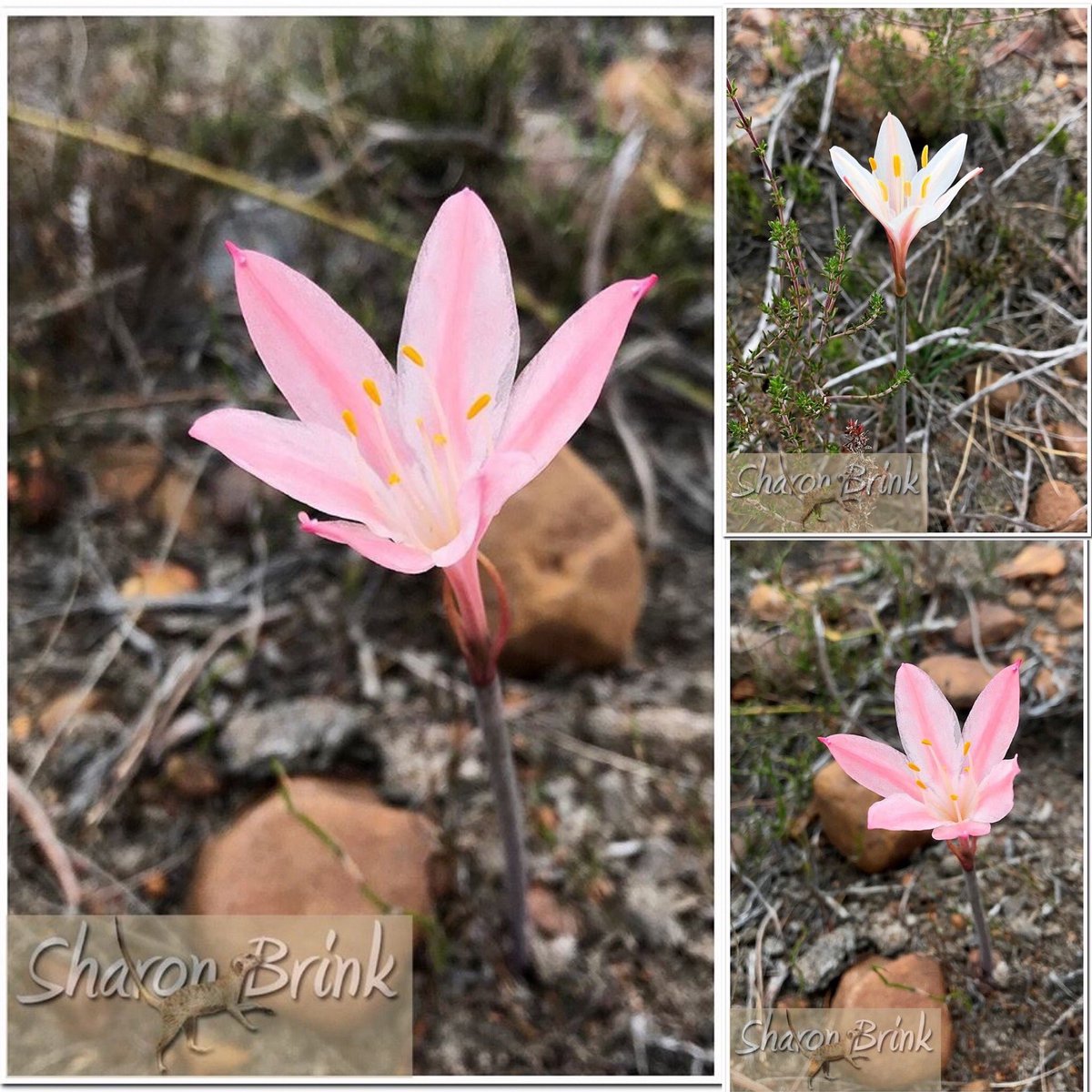 BrinksJourney's tweet photo. Exciting times! Is this a new Cyrtanthus? #cyrtanthus #indigenous #bulb https://t.co/vcRHTSWo50