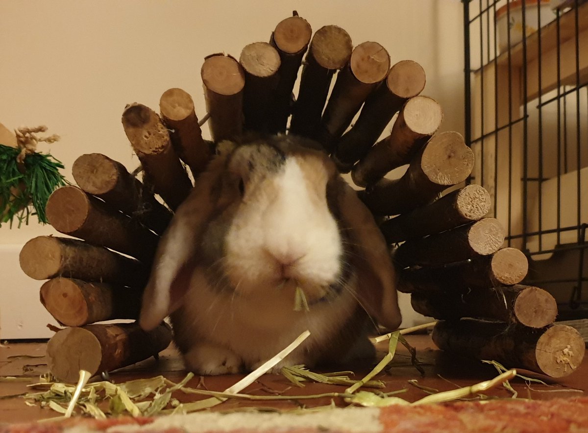 I likesh it in here. I has a roof and food. #RabbitsOfTwitter #bunniesoftwitter #bunny #rabbit #bunob #hungrybunny #imback #cuteasever #petpics #cute #furbaby