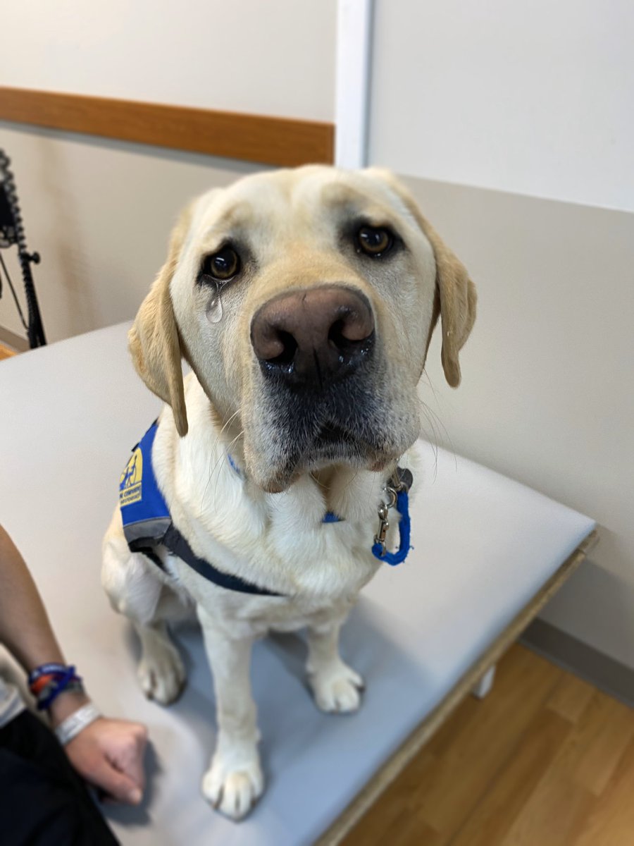 Scout got me like … 😢 #luckydog #SBLIV