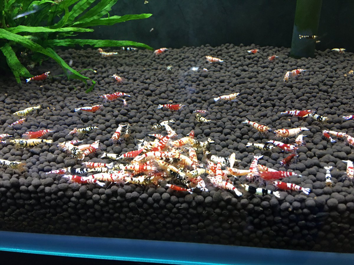 LOWKEYS2006's tweet image. LOWKEYS 14周年記念ありがとう企画‼️イベントは2月8-9日開催

フォロー&amp;amp;リツイートで画像から
Red Fancy Tiger 10匹セット
Black Fancy Tiger 10匹セットのいずれかをプレゼント！2月6日22時まで

2月6日22:00から
スペシャル通販開催‼️
lowkeys.ocnk.net/product-list/2…

直近の1匹画像は全て通販出品個体です