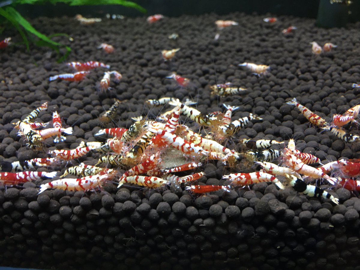 LOWKEYS2006's tweet image. LOWKEYS 14周年記念ありがとう企画‼️イベントは2月8-9日開催

フォロー&amp;amp;リツイートで画像から
Red Fancy Tiger 10匹セット
Black Fancy Tiger 10匹セットのいずれかをプレゼント！2月6日22時まで

2月6日22:00から
スペシャル通販開催‼️
lowkeys.ocnk.net/product-list/2…

直近の1匹画像は全て通販出品個体です