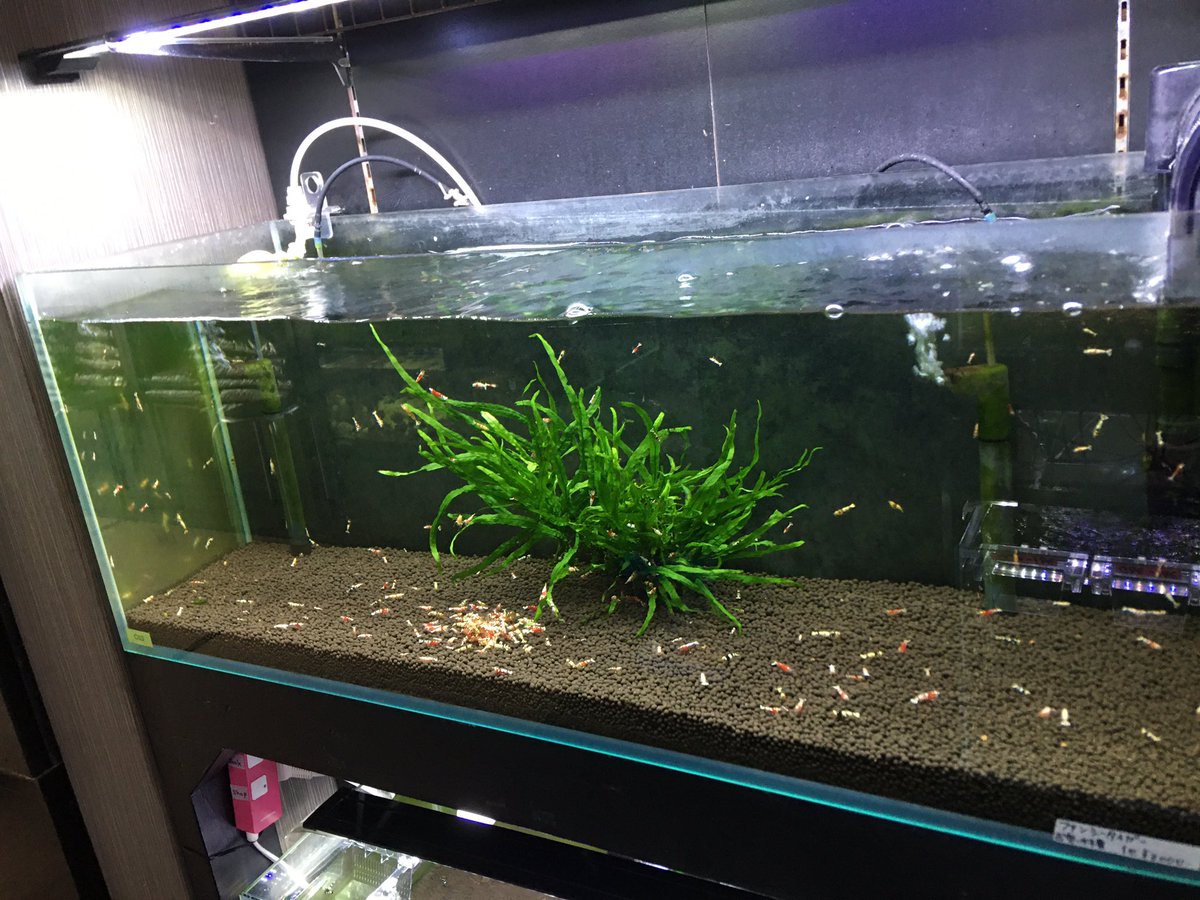 LOWKEYS2006's tweet image. LOWKEYS 14周年記念ありがとう企画‼️イベントは2月8-9日開催

フォロー&amp;amp;リツイートで画像から
Red Fancy Tiger 10匹セット
Black Fancy Tiger 10匹セットのいずれかをプレゼント！2月6日22時まで

2月6日22:00から
スペシャル通販開催‼️
lowkeys.ocnk.net/product-list/2…

直近の1匹画像は全て通販出品個体です