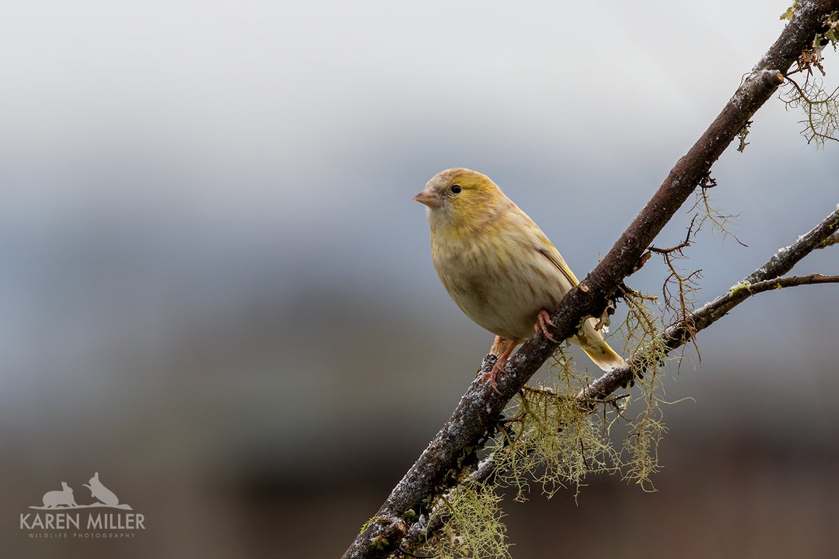 luminous yellow siskin, possibly leucistic, perched on lichen covered branch