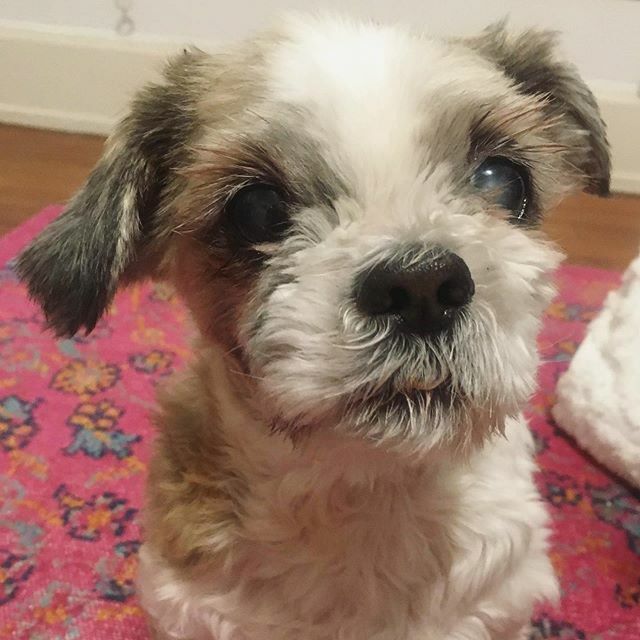 fluffernutterny's tweet photo. Teddy bear mode activated. 🧸 https://t.co/4papGzP12U https://t.co/ayrzvEfIyC