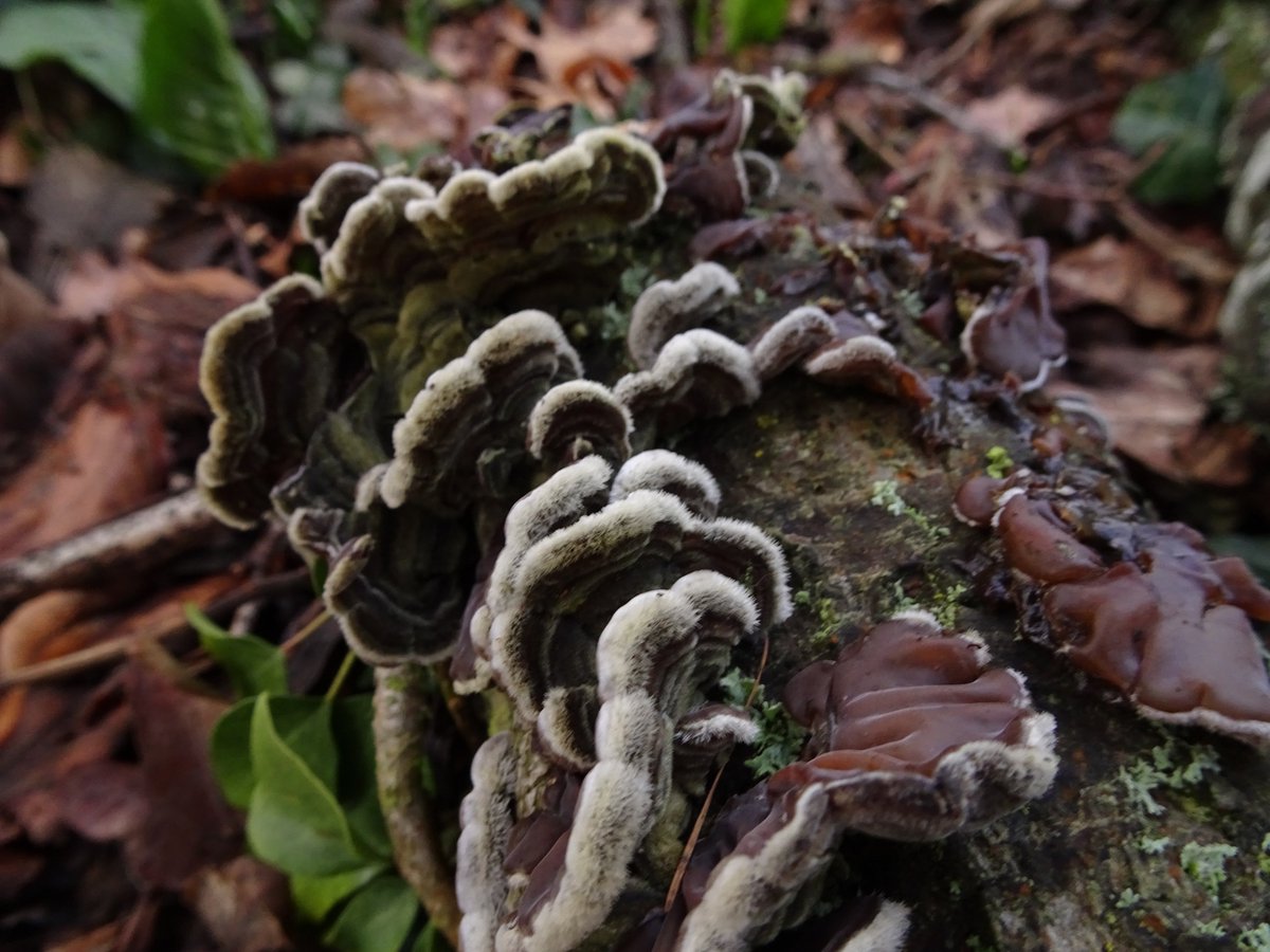 tripe fungus Auricularia mesenterica