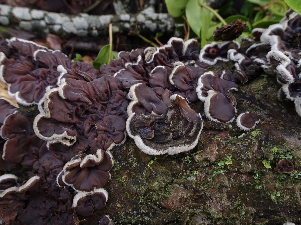 tripe fungus Auricularia mesenterica