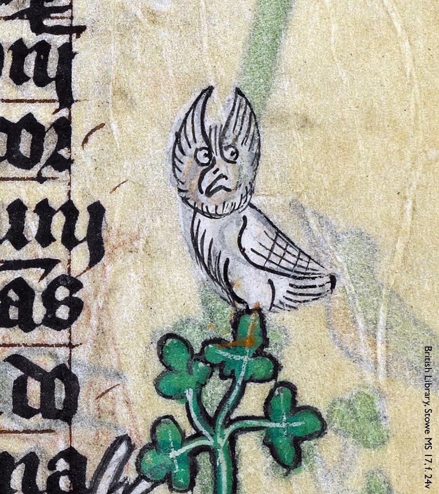 Image of an owl from a medieval manuscript, British Library, Stowe MS 17, f. 24v. A white owl with impressive ear-like tufts perches atop a branch of vibrant green trefoils. It gazes away from us with a surly expression. The ends of 6 lines of text in black ink are visible at left.