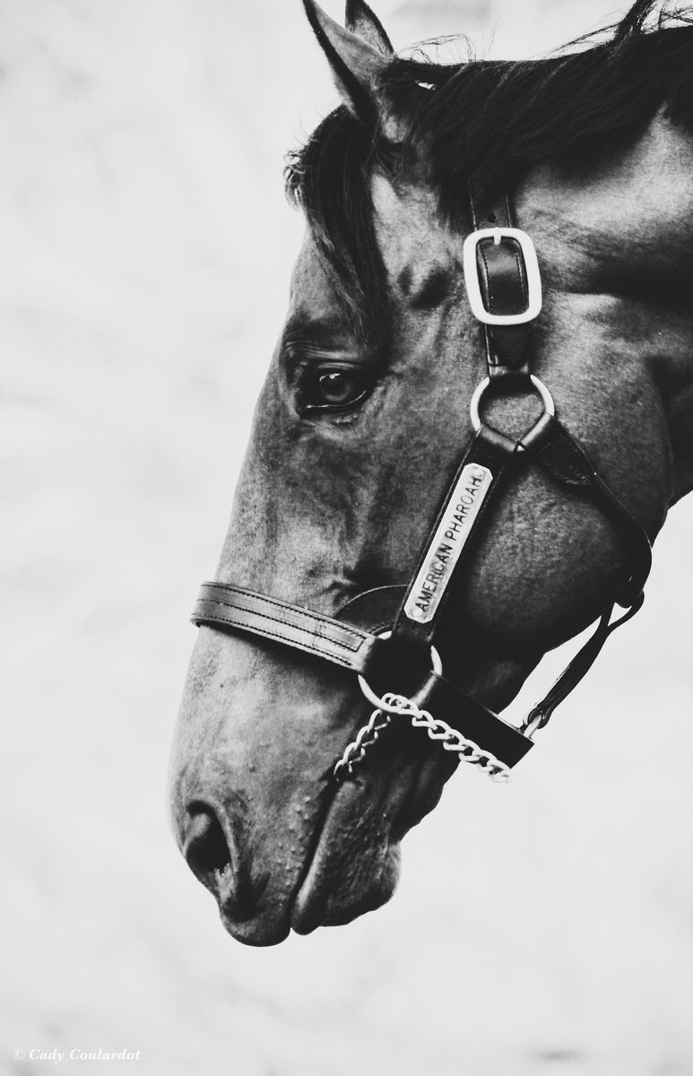 Happy birthday, Champ. #AmericanPharoah