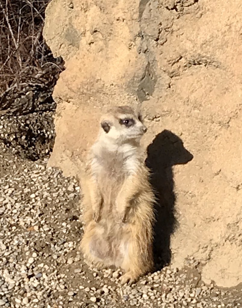 NbctSmith's tweet photo. Enjoying some much-needed sunshine and fresh air @CincinnatiZoo today. #meerkat #cincinnatizoo #bibi #teamfiona #cheetah https://t.co/OGCsrypIH2