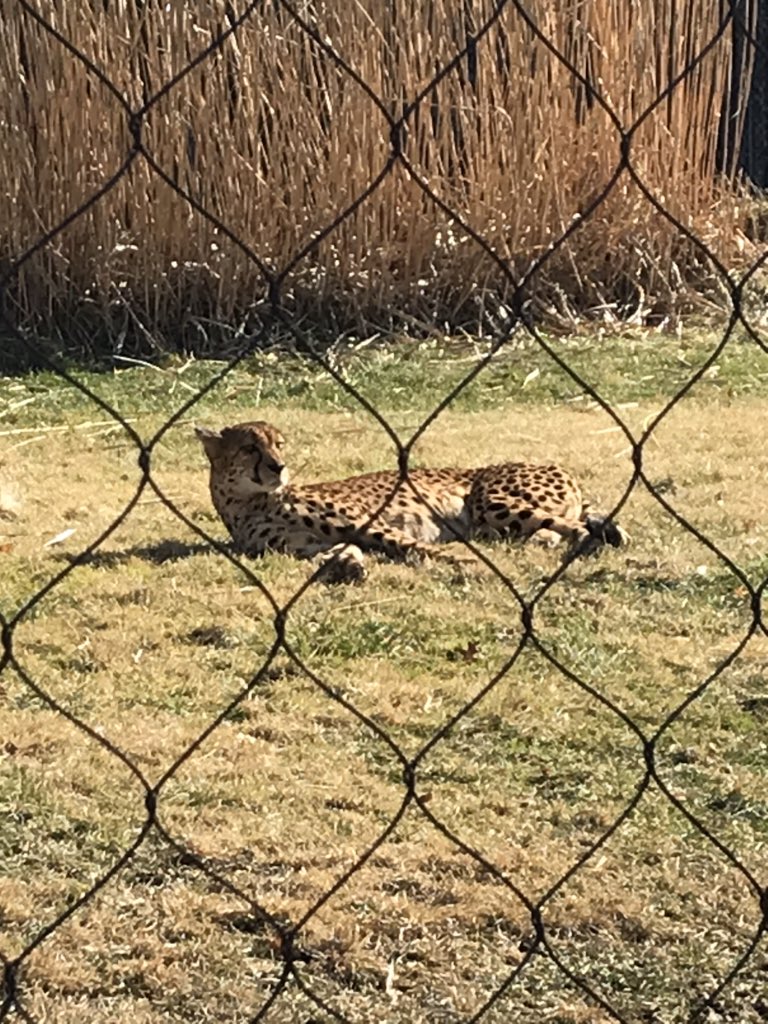 NbctSmith's tweet photo. Enjoying some much-needed sunshine and fresh air @CincinnatiZoo today. #meerkat #cincinnatizoo #bibi #teamfiona #cheetah https://t.co/OGCsrypIH2