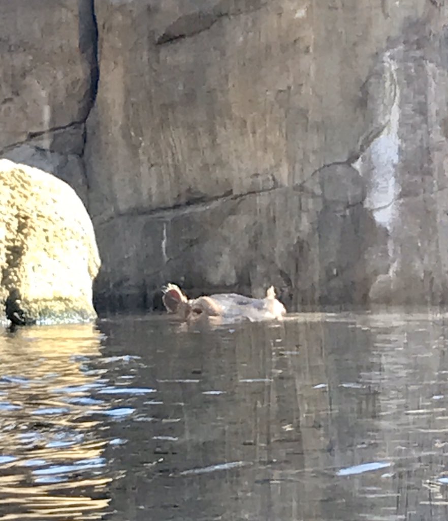 NbctSmith's tweet photo. Enjoying some much-needed sunshine and fresh air @CincinnatiZoo today. #meerkat #cincinnatizoo #bibi #teamfiona #cheetah https://t.co/OGCsrypIH2
