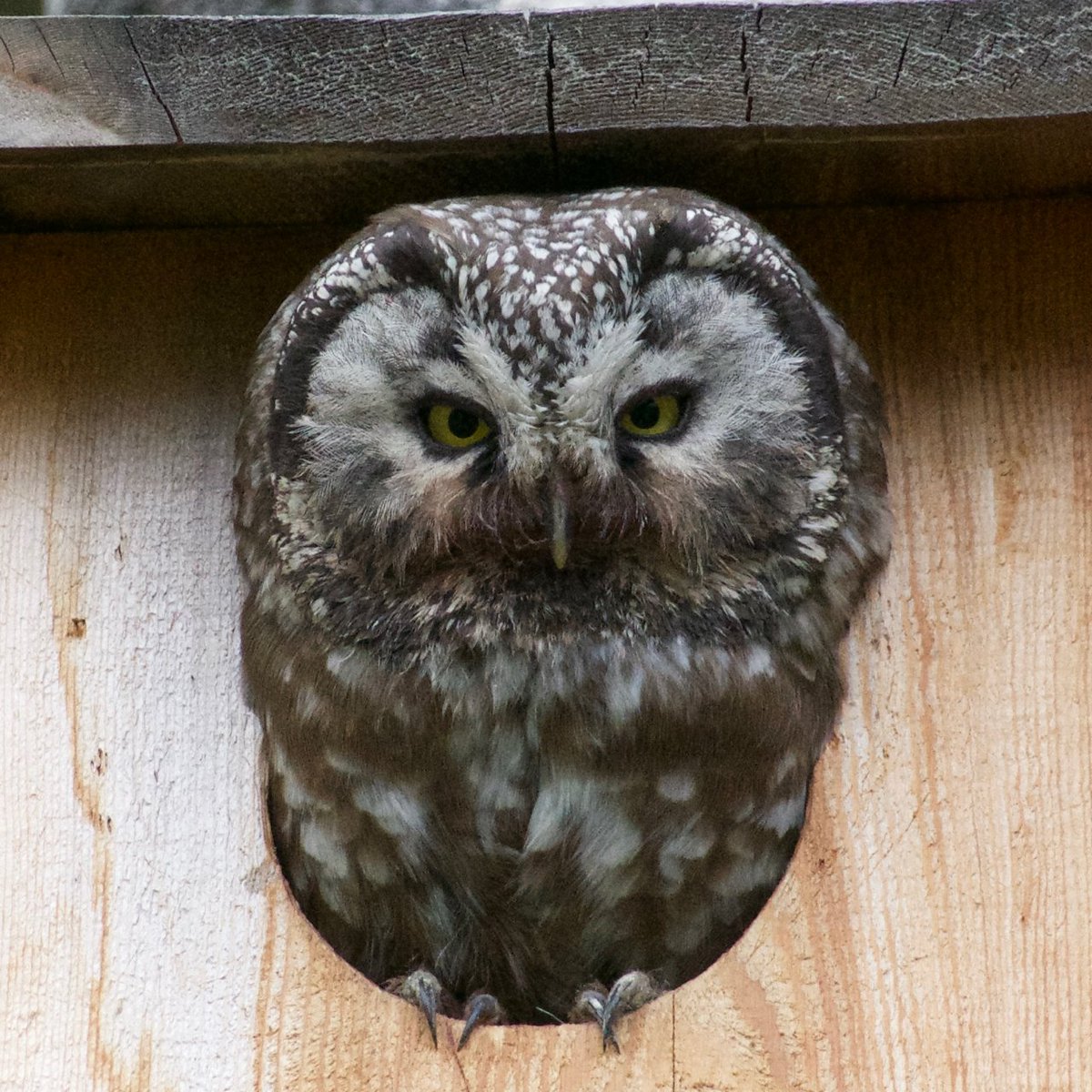 Super Bowl?
Superb Owl!
Boreal Owl near Fairbanks, Alaska.